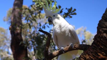 Majestic White Parrot in Nature wallpaper