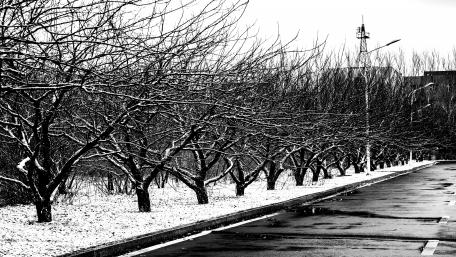 Winter's Embrace in Monochrome Shadows wallpaper