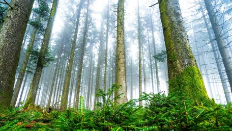 Fir forest wallpaper