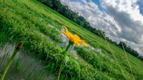 Wild sunflower wallpaper