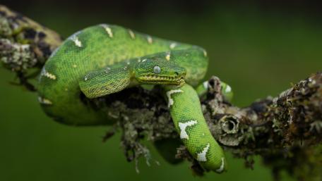 Emerald tree boa wallpaper