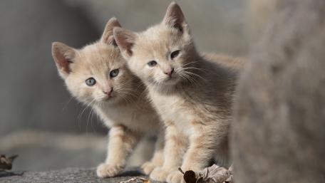 Kittens wallpaper