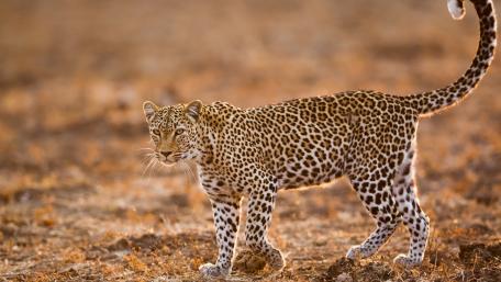 Leopard wallpaper