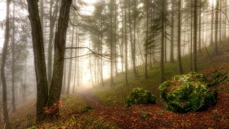 Enchanted Morning Walk in the Forest wallpaper
