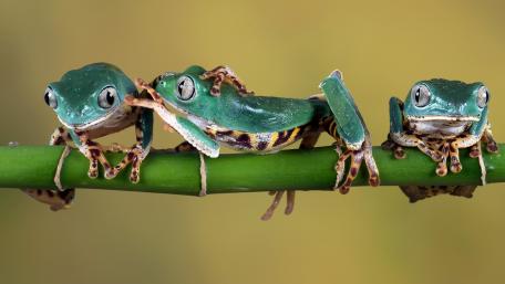 Tree Frogs' Harmonious Perch on Bamboo wallpaper