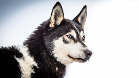 Majestic Husky Gaze wallpaper