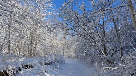 Snowy road in the forest wallpaper