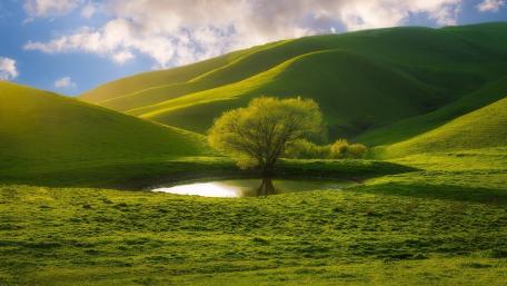 Lone tree at the pond wallpaper