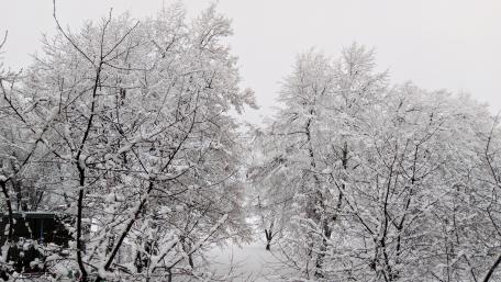 Winter Wonderland in Snow-Covered Forest wallpaper
