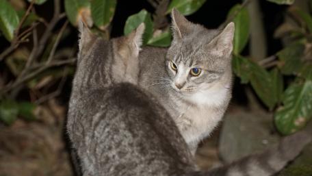 Graceful Cats in a Night Garden Scene wallpaper
