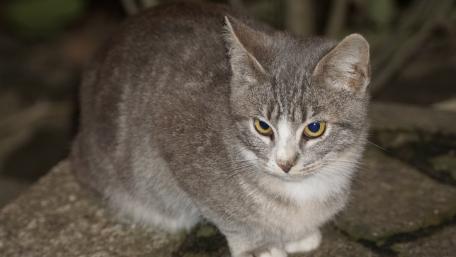 Curious Gray Cat Staring Intently wallpaper