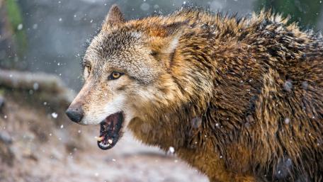 Wolf in the snowfall wallpaper