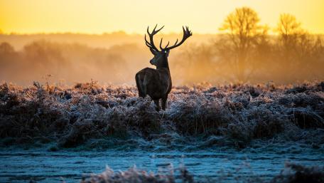 Deer in the hoary grass wallpaper