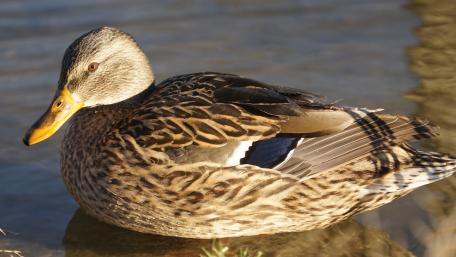Serene Mallard Duck by the Water wallpaper
