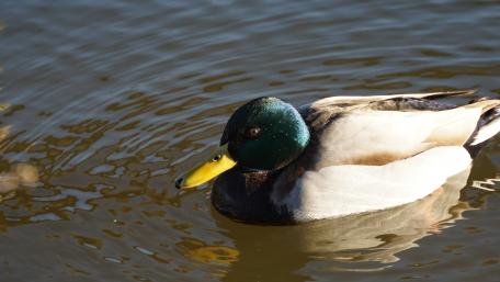 Beautiful Mallard Duck in Tranquil Waters wallpaper