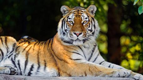 Tiger wallpaper