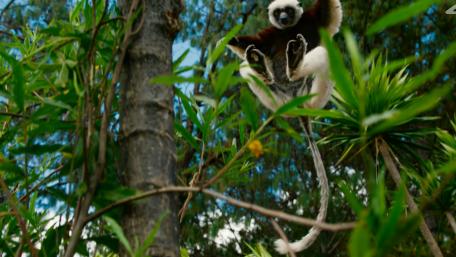 Playful Gibbon in Mid-Jump Among Lush Greenery wallpaper