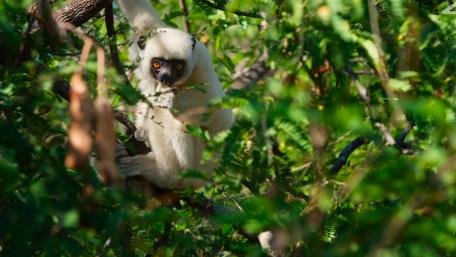 Curious Monkey Hidden Among Leaves wallpaper