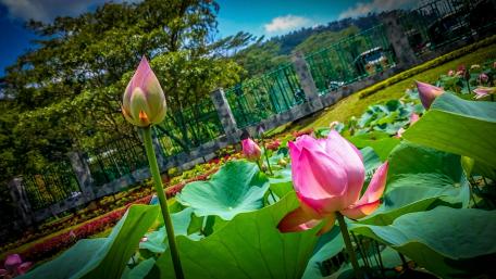 Water Lily , Avissawella wallpaper