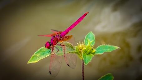 Dragonfly, Sri Lanka wallpaper
