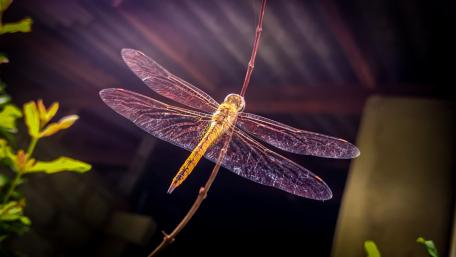 Dragonfly, Sri Lanka wallpaper