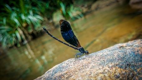 Dragonfly, Sri Lanka wallpaper