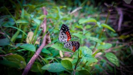 Butterflies, Sri Lanka wallpaper