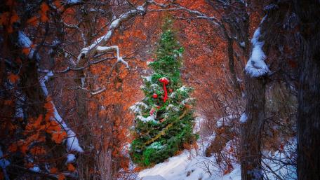 Christmas Tree Surrounded by Winter Woods wallpaper