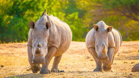 Rhinos wallpaper