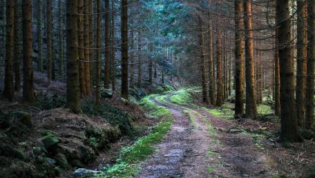 Dirt road in the forest wallpaper