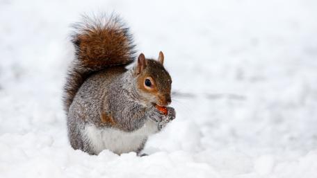 Cute squirrel in the snow wallpaper