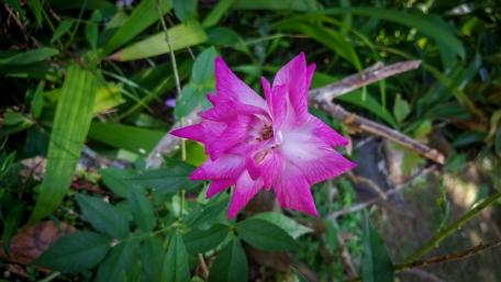 Pink wild rose wallpaper