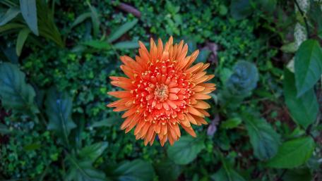 babandesia orange wallpaper