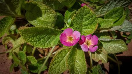 Wild flowers from Sri Lanka wallpaper