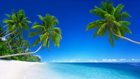 White sandy tropical beach with palms wallpaper