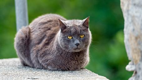 Grey cat with yellow eyes wallpaper