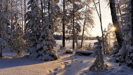 Rays of winter light wallpaper