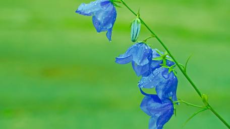 Harebell wallpaper