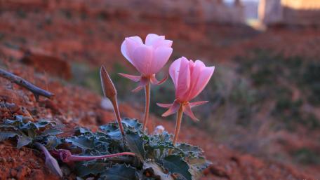 desert flower wallpaper