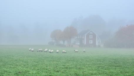 Sheep herd at the hazy farm wallpaper