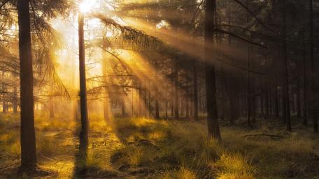 Rays of light in the fir forest wallpaper