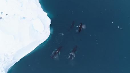 Killer whales wallpaper