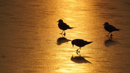 Shadows and silhouettes wallpaper