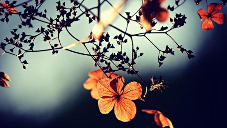 Leaves in the sun wallpaper