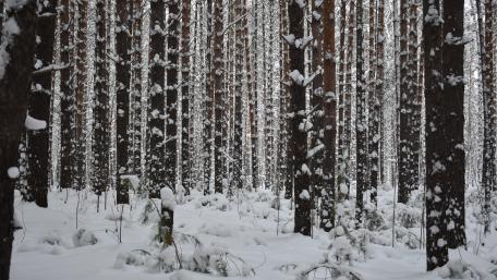 Snowy forest in Novosibirsk (Russia) wallpaper