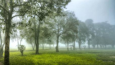 Nature wallpaper