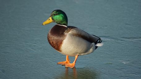 Vibrant Mallard Duck on Icy Surface wallpaper