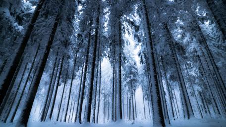 Winter forest wallpaper