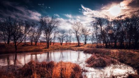 Bare trees wallpaper