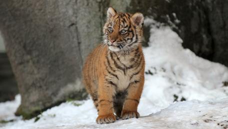 Tiger cub wallpaper